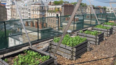 Une évaluation est en cours pour mieux mesurer les impacts des aménagements urbains sur la biodiversité. L’étape suivante pourrait être la mesure de la biodiversité sur les toitures en agriculture urbaine (photo d’archivse de la toiture d’AgroParisTech). ©P.Fayolle